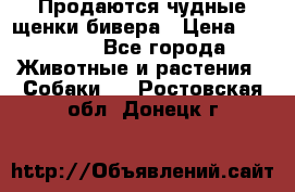 Продаются чудные щенки бивера › Цена ­ 25 000 - Все города Животные и растения » Собаки   . Ростовская обл.,Донецк г.
